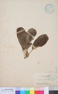 Specimen thumbnail